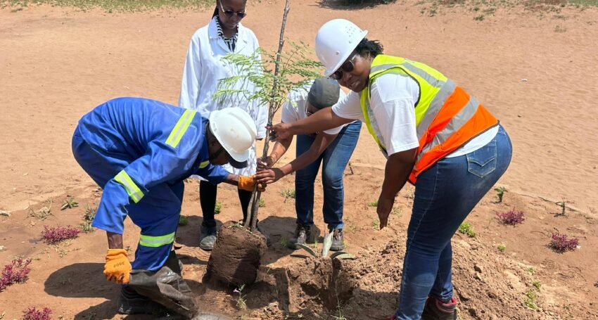 PROJECTO MOVE TRANSFORMA ESTRADAS URBANAS COM A ARBORIZAÇÃO EM MASSA DAS QUICKWINS NA MATOLA!